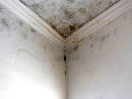 Best Emergency Mold Remediation  in Indiana, PA