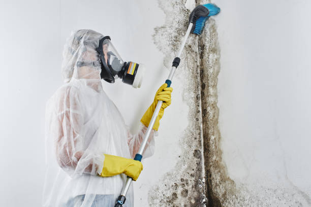 Best Basement Mold Removal  in Indiana, PA