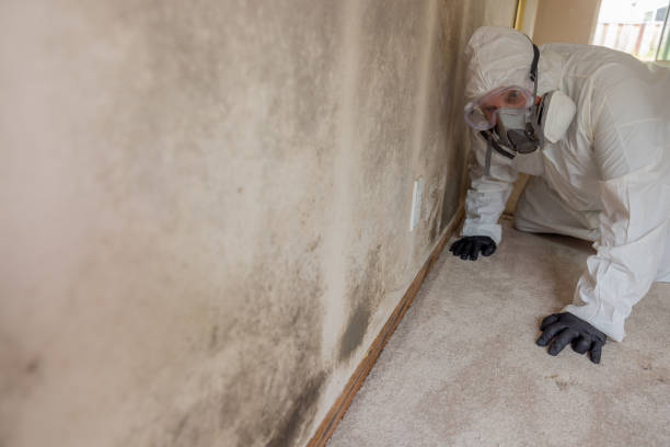 Best Biohazard Mold Removal  in Indiana, PA