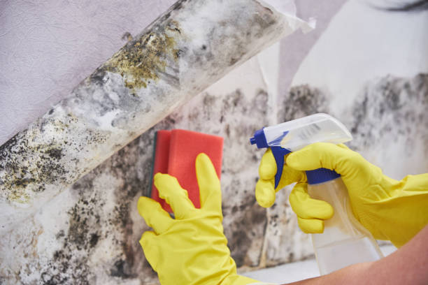 Best Mold Remediation for Healthcare Facilities  in Indiana, PA